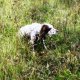 <h1 style="font-size: 12px"><h1 style="font-size: 12px">Caccia in Bosnia: Report fotografico di un viaggio di caccia in Bosnia.</h1></h1>